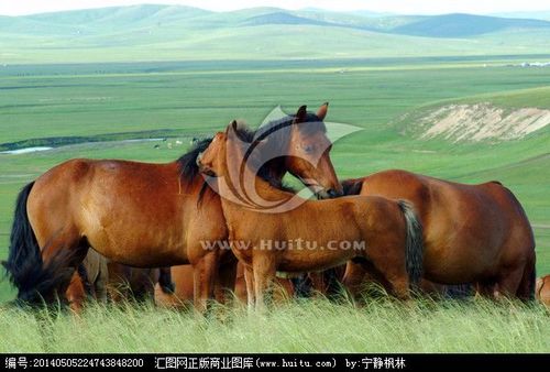 草原上的马群,家禽家畜,动物摄影,摄影,汇图网www.huitu.com