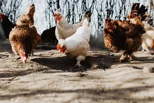 家禽 夏季养鸡的综合管理措施