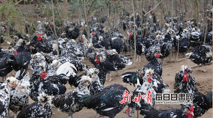 成县税务助力“山村网红鸡司令”