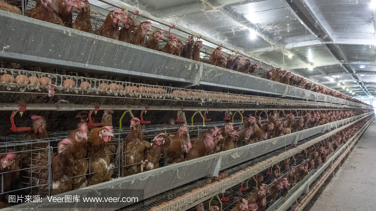 蛋鸡及蛋品养殖场,农业技术设备